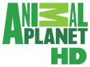 (US) Animal Planet 4K+